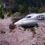 Sakura dan Shinkansen